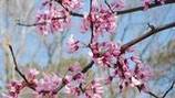 Flowering trees announce the arrival of spring season | Gardening Life | Scoop.it