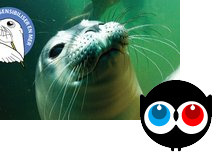 Si loins, Si proches...Espèces marines menacées! - Ulule | Crowdfunding Nautisme | Scoop.it
