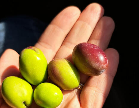Il Sud America dell'olio di oliva: Argentina e Cile | OLIVE NEWS | Scoop.it