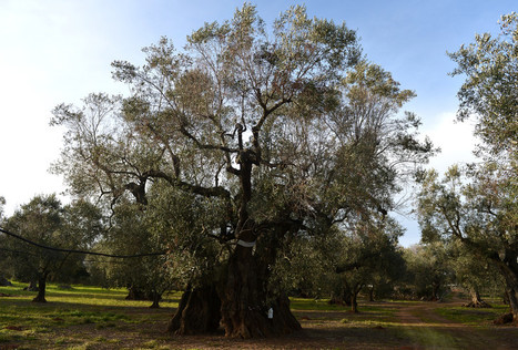 En France, l’épidémie de Xylella est stationnaire | Les Colocs du jardin | Scoop.it