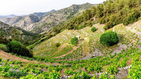 Ancient vines, extraordinary wines from Santa Irene’s Vinea Ardua in Cyprus | BKWine Magazine | | Cyprus Wine | Scoop.it