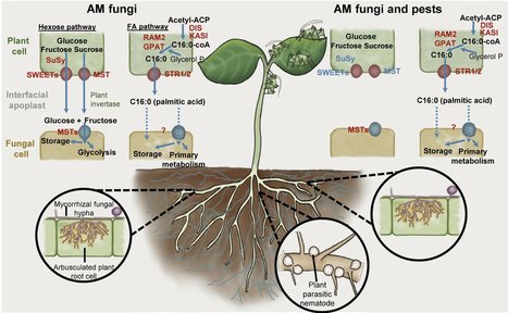 Phytophagy impacts the quality and quantity of plant carbon resources acquired by mutualistic arbuscular mycorrhizal fungi | Plant-Microbe Symbiosis | Scoop.it