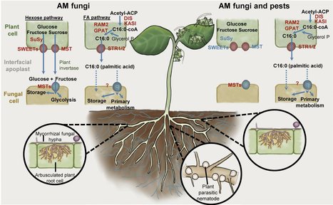 Role of Arbuscular Mycorrhizal Fungi in Plant P...