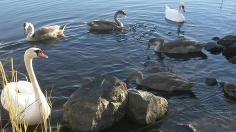 Alaikäiset häiritsivät joutsenten pesimärauhaa – tapahtuneesta rikosilmoitus | 1Uutiset - Lukemisen tähden | Scoop.it