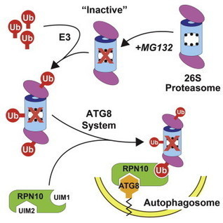 Autophagic Degradation of the 26S Proteasome Is Mediated by the Dual ATG8/Ubiquitin Receptor RPN10 in Arabidopsis | Plant Sciences | Scoop.it