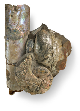Le dernier repas des ammonites | Aux origines | Scoop.it