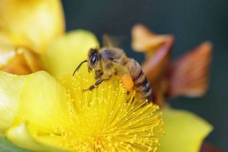 How Honeybees Make the Internet Work | Biomimicry | Scoop.it