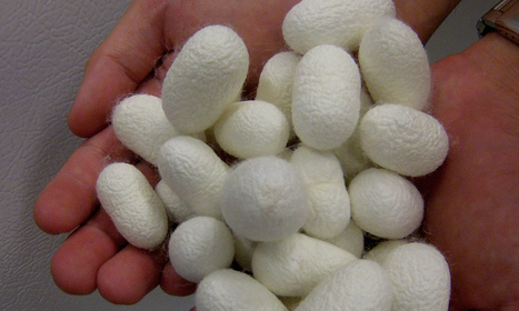 Silk-Based Surgical Implants Could Offer a Better Way to Repair Broken Bones | Fitness, Health, and Wellness | Scoop.it