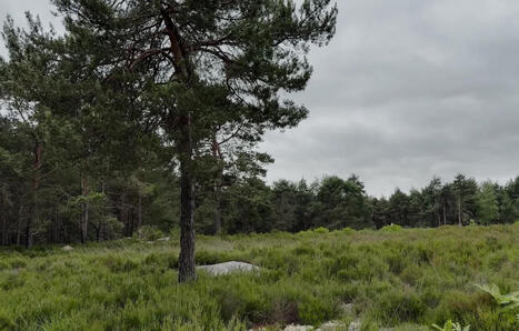 Landes&nbsp;: Un territoire ass&eacute;ch&eacute; par l&rsquo;h&eacute;ritage napol&eacute;onien | Landes | Scoop.it