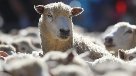 Do sheep really care? Massey University study reveals feelings of empathy in sheep | Empathy and Animals | Scoop.it