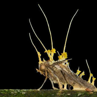 Ce champignon parasite pourrait-il évoluer pour contrôler les humains ? | EntomoScience | Scoop.it