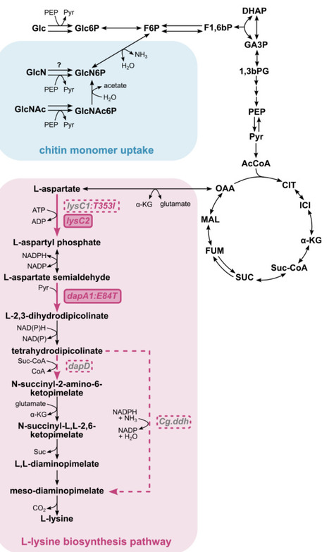 L-Lysine production from glucose and chitin monomers using engineered Vibrio natriegens | brvme | RMH | Scoop.it