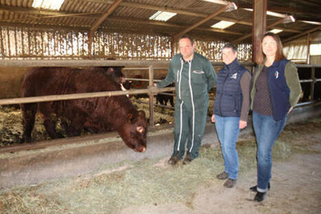 Engraisser des TJB : un choix payant en pur quelle que soit la conjoncture | Actualit&eacute; B&eacute;tail | Scoop.it