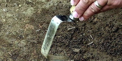 Un fossile d'insecte vieux de 365 millions d'ann&eacute;es d&eacute;couvert en Belgique | EntomoNews | Scoop.it