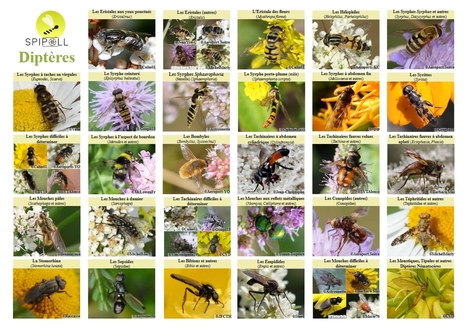 Ressources du Spipoll (Suivi photographique des insectes pollinisateurs) : Office pour les insectes et leur environnement | Opie | Insect Archive | Scoop.it