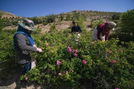 Liban: À Sannine, des roses et des épines | CIHEAM Press Review | Scoop.it