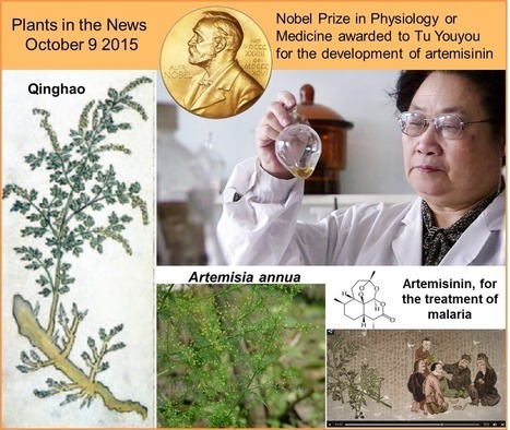 Nobel : Youyou Tu, la chercheuse qui a mélangé les médecines ancestrale et moderne | EntomoScience | Scoop.it