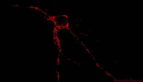 Discovery of a new family of key mitochondrial proteins for the function and viability of the brain | Amazing Science | Scoop.it