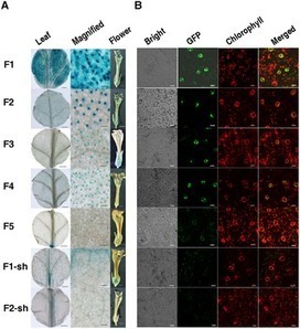 PLOS ONE: Truncated Cotton Subtilase Promoter Directs Guard Cell-Specific Expression of Foreign Genes in Tobacco and Arabidopsis | Plant Cell Biology and Microscopy | Scoop.it