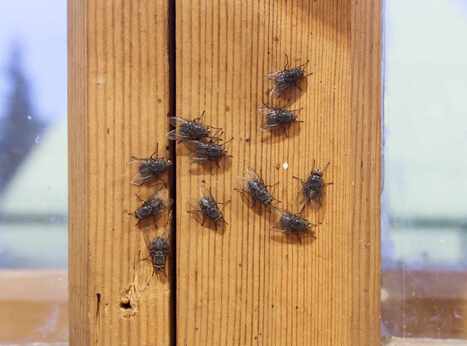 How To Keep Flies Away From Your House | Industry 411 - Waste Management | Scoop.it