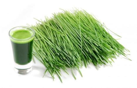 Why You Need To Add Wheatgrass To Your Healing Supplies | SELF HEALTH + HEALING | Scoop.it