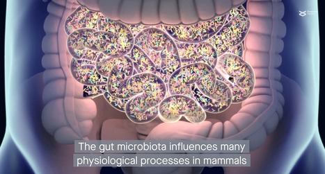 [INP-Toxalim] The pregnane X receptor drives sexually dimorphic hepatic changes in lipid and xenobiotic metabolism in response to gut microbiota in mice | Publications scientifiques | Scoop.it
