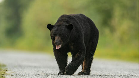 Le Japon a un gros problème d'ours: leurs attaques plongent certaines régions dans la peur | Biodiversité - @ZEHUB on Twitter | Scoop.it