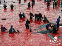 Le sang coule sur les rives des îles Féroé danoises lors du premier massacre des globicéphales de l’année - Sea Shepherd FR | Biodiversité | Scoop.it