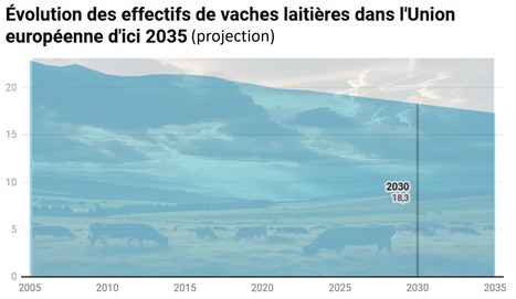 Combien de vaches l’Europe va perdre en 10 ans selon Bruxelles ? | Lait de Normandie... et d'ailleurs | Scoop.it