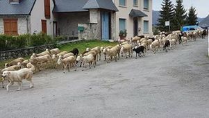 Gare aux brebis !&nbsp; | Vall&eacute;es d'Aure & Louron - Pyr&eacute;n&eacute;es | Scoop.it