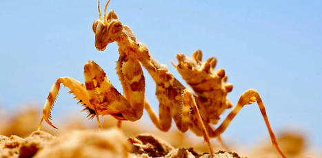 Comment les insectes gèrent à leur échelle le changement climatique | EntomoNews | Scoop.it