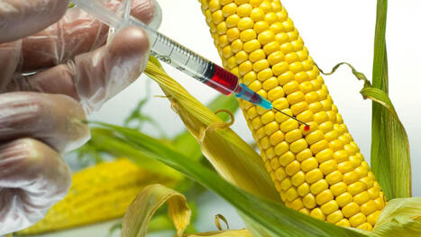 World Food Safety Day: Experts relaunch call for suspension of GMOs in Nigeria | Questions de développement ... | Scoop.it