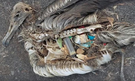 Albatrosses killed by plastic on a remote Pacific island | Daily | Galapagos | Scoop.it