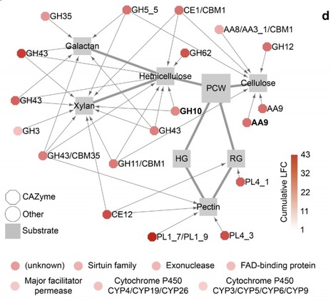 Genetic determinants of endophytism in the Arabidopsis root mycobiome | Brvp | RMH | Scoop.it