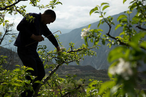 Dans le Sichuan, des &laquo; hommes-abeilles &raquo; pollinisent &agrave; la main les vergers | EntomoNews | Scoop.it