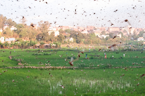 Punaises dans le nord, criquets en Sardaigne, les insectes dévastent les cultures en Italie | EntomoNews | Scoop.it