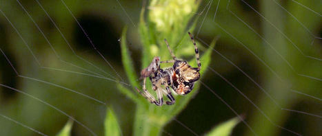 Orb web spiders | Hobby, LifeStyle and much more... (multilingual: EN, FR, DE) | Scoop.it