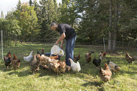 Québec (Canada). L’abattage de poulets à la ferme sera permis | La Gazette des abattoirs | Scoop.it