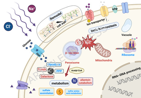 Transcriptomics-guided identification of engineering targets for improving salt tolerance in Saccharomyces cerevisiae | Mcf | RMH | Scoop.it