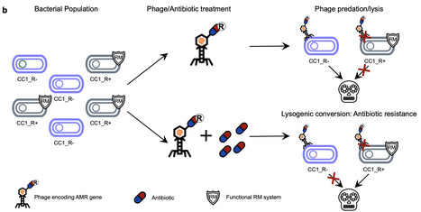 Immune-deficient bacteria serve as gateways to genetic exchange and microbial evolution | Ncm | RMH | Scoop.it