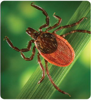 Un projet de loi sur la maladie de Lyme soutenu par 70 députés a été rejeté | Le Quotidien du Medecin | La Sagesse de la Nature | Scoop.it