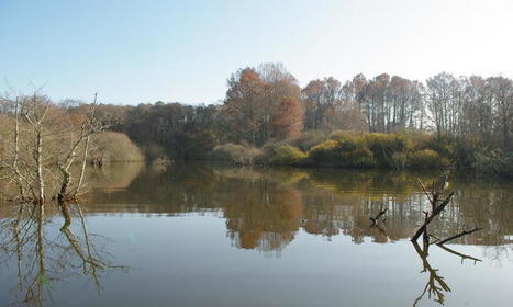 Journées Mondiales des Zones Humides / Actus du Parc | Landes | Scoop.it