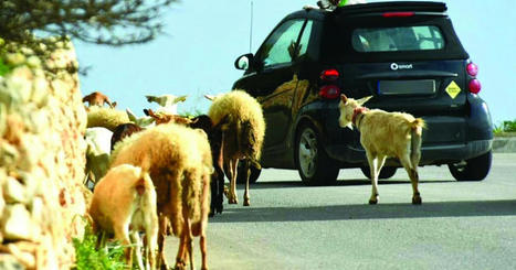 MALTA: Gozo, population 34,500, has 626 registered sheep and goat farms | CIHEAM Press Review | Scoop.it
