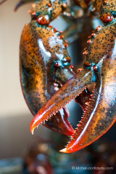 How to Boil&hellip;Lobster | Kitchen Confidante | Backyard Barbecues, Cookouts, tailgating ideas | Scoop.it