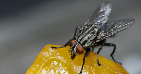 La mouche charbonneuse, un véritable enfer dans la maison | Toxique, soyons vigilant ! | Scoop.it