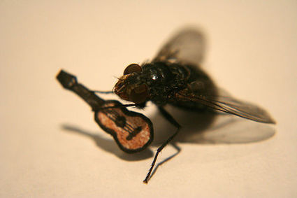 Musca – the fly | Ciencia-Física | Scoop.it