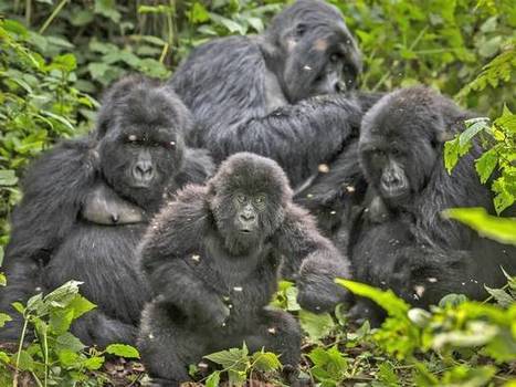VIRUNGA: Critically endangered gorillas hang on by a thread | BIODIVERSITY IS LIFE  – | Scoop.it