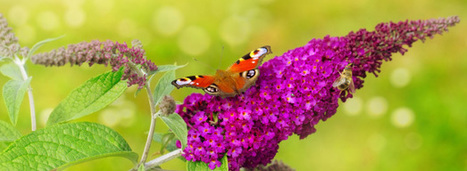 La loi sur la biodiversité est publiée au Journal officiel | EntomoNews | Scoop.it