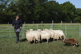 « Le chien travaille pour son berger » : comment les éleveurs landais se forment au dressage de chien de troupeau | Landes - Conseils municipaux & communautaires | Scoop.it