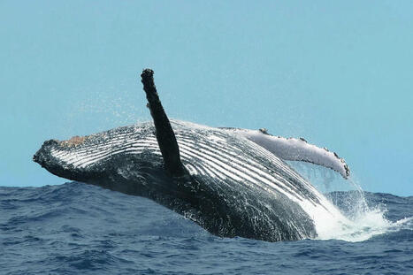 Tourists trigger the aggression of Moustache, a well-known whale in the waters of Réunion | Soggy Science | Scoop.it